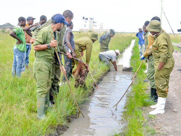 KWS officers capturing a juvenile crocodile in Ruiru. PHOTO/KWS/Facebook.