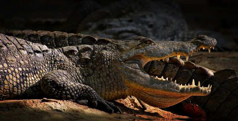 The Kenya Wildlife Service (KWS) rescued a 13-foot crocodile in Athi River and relocated it to Galana River. Image used for representation purposes only. PHOTO/Pexels
