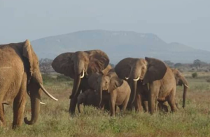 A heard of elephants stroll at the Tsavo East National Park. PHOTO/@KWSTsavoEast/X