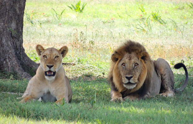 Two lions rest under a tree in the afternoon sun. Image used for representation purposes only. PHOTO/Pexels