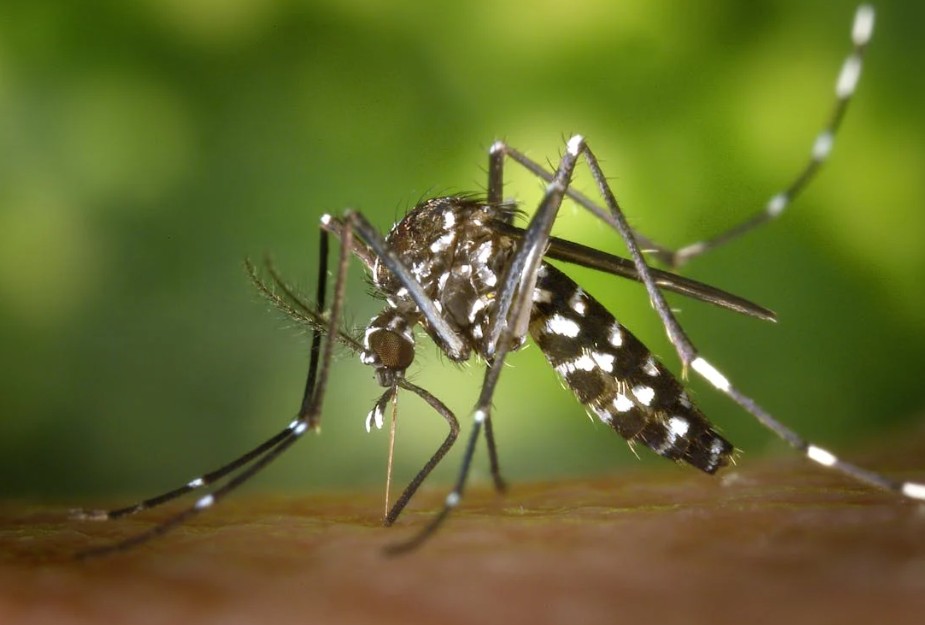 A picture showing a mosquito on human skin. Image used for representation purposes. PHOTO/Pexels