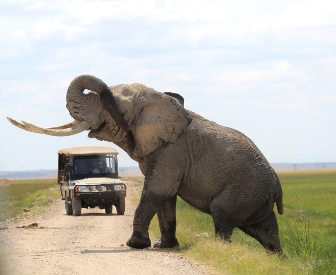 Kenya Wildlife Service (KWS) drove out 50 elephants from Kamunyu village. PHOTO/@KWSKenya/X
