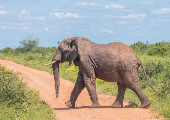 An elephant in Kenya