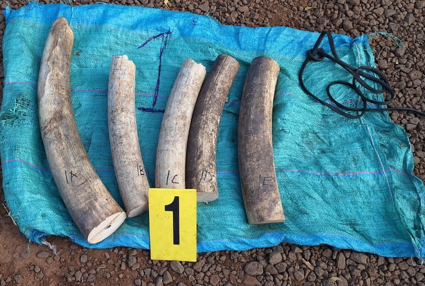 Game trophies seized by law enforcement officers during the raid. PHOTO/@DCI_Kenya/X