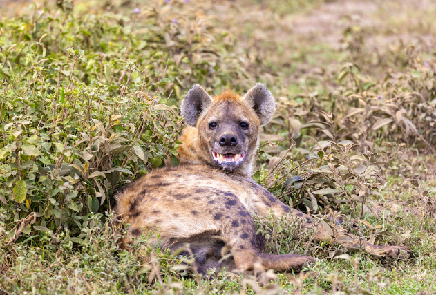 A photo representation of a hyena lying in grass. PHOTO/Pexels