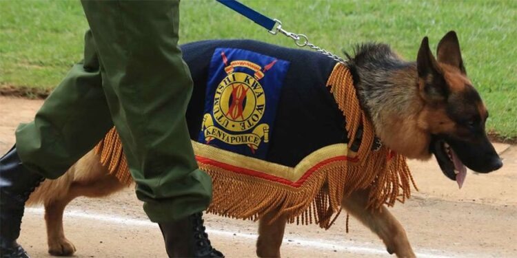 A police officer holding a  sniffer dog. PHOTO/@NPSOfficial_KE/X