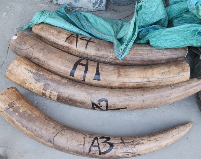 Police display elephant tusks confiscated along the Garsen-Witu Road on September 20, 2024. PHOTO/@NPSOfficial_KE/X