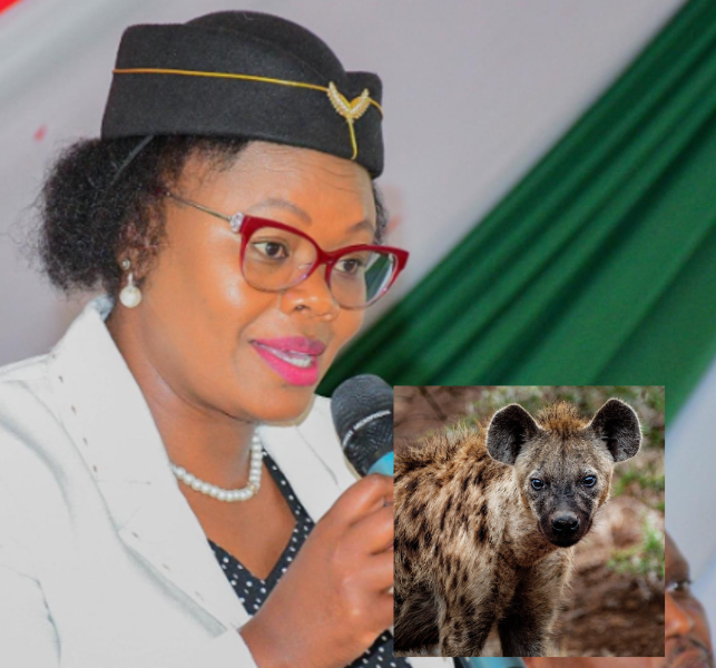 Githunguri MP Gathoni Wamuchomba. Inset: A hyena in the wiild. Image used for representation only. PHOTOS/@hon_wamuchomba/X, Pexels