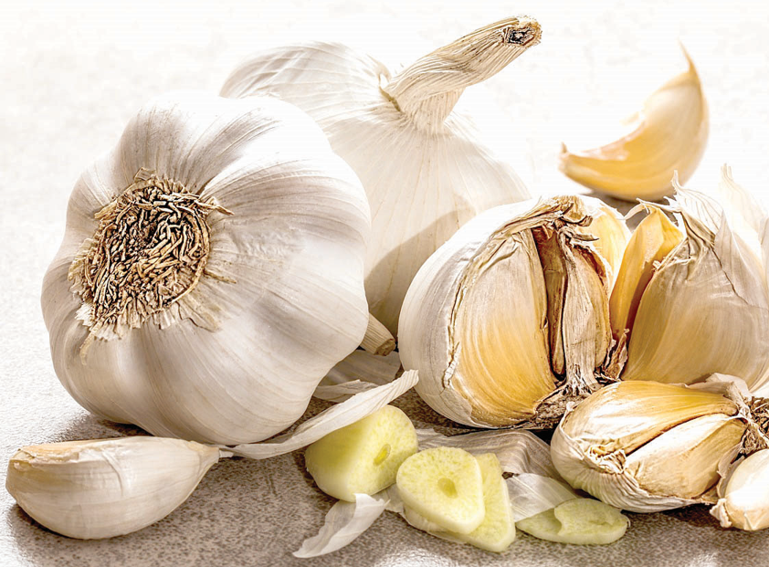 Garlic. iamge used for illustration purposes. PHOTO/Print
