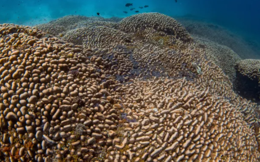 Local people had no idea the coral was there. PHOTO/Manu San Félix, National Geographic Pristine Seas