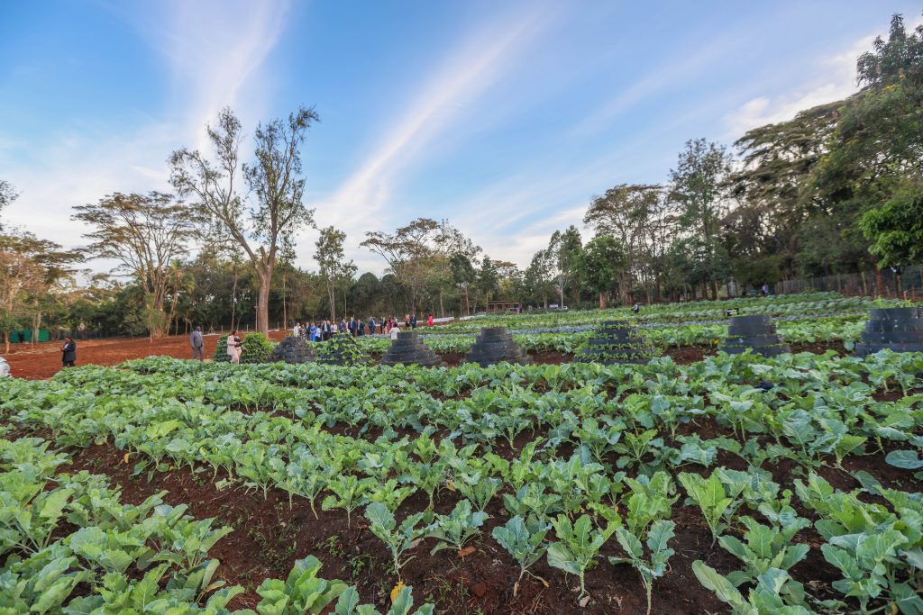 A kitchen garden shared by First Lady Rachel Ruto. PHOTO/@MamaRachelRuto/X