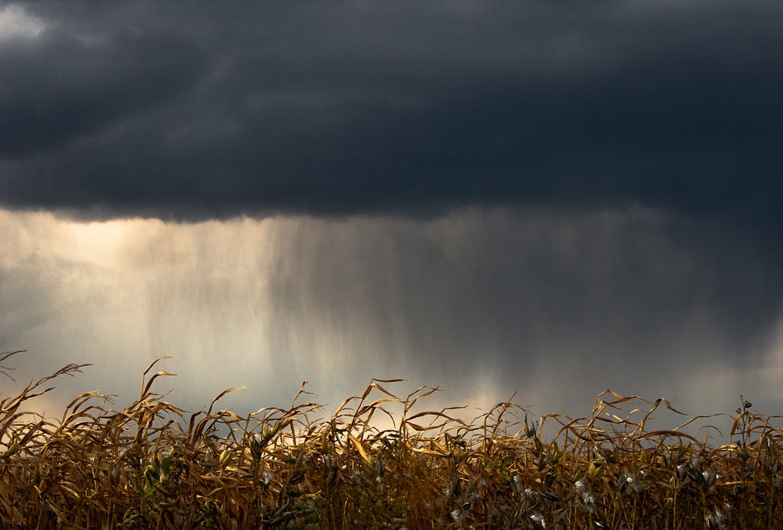 View of a dry maize field under a rainy sky. PHOTO/Pexels