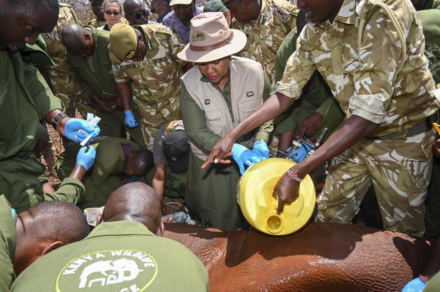 Wildlife & Tourism CS Rebecca Miano (in hat) joins Kenya Wildlife Service officers in ear-notching a rhino in Tsavo West National Park. PHOTO/@KWSKenya/X
