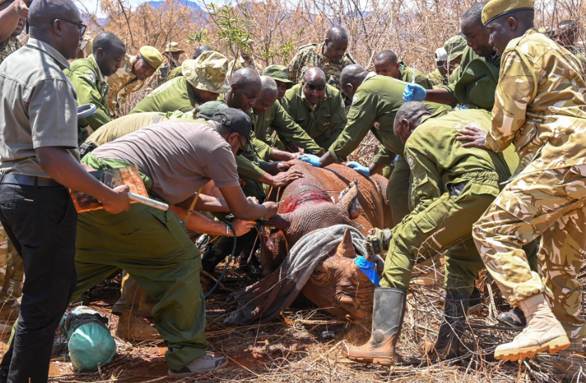 Kenya Wildlife Service officers ear-notching a rhino in Tsavo West National Park. PHOTO/@KWSKenya/X