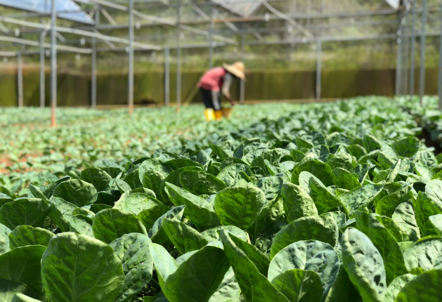  An image showing selective focus on vegetable. PHOTO/Pexels