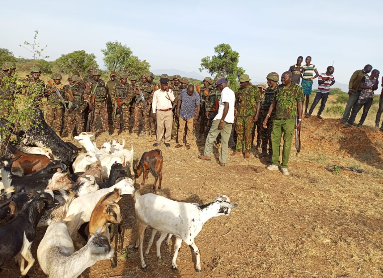 Some of the livestock recovered by police in Turkana. PHOTO/@NPSOfficial_KE/X