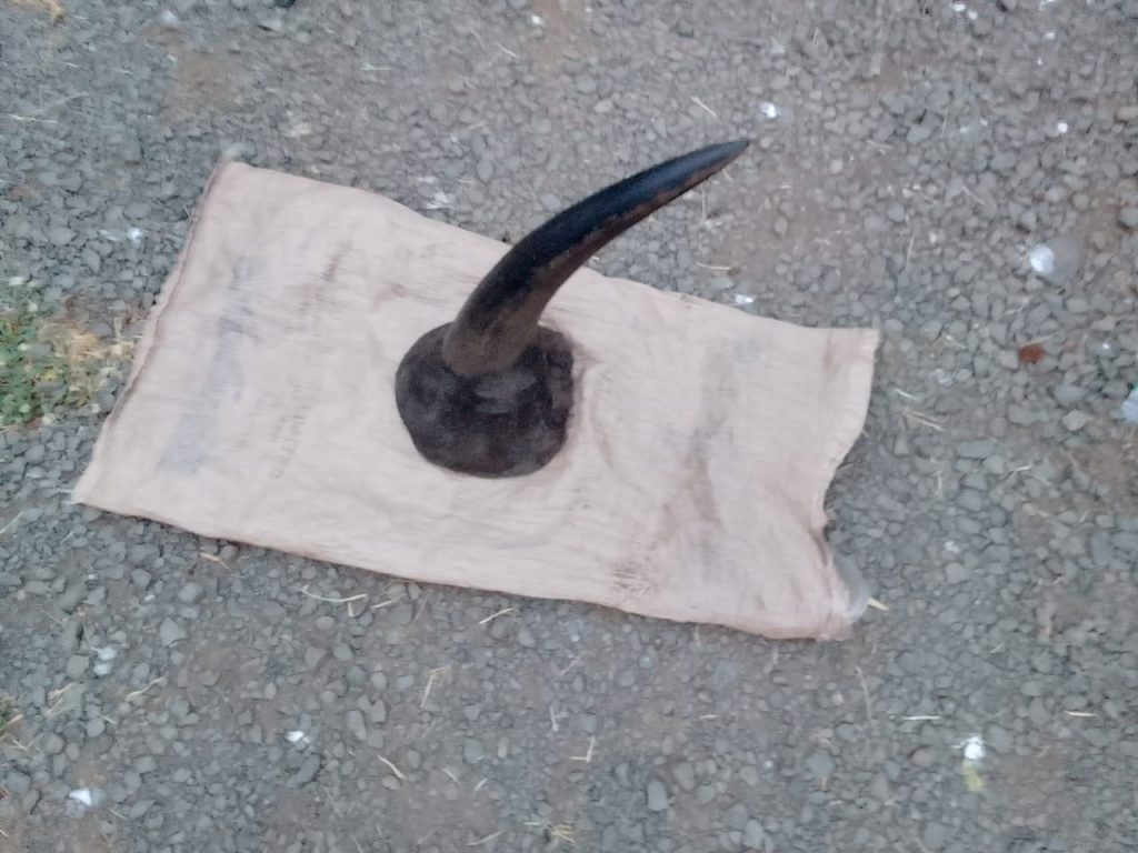 A horn displayed by DCI after nabbing three persons of interest. PHOTO/@DCI_Kenya/X