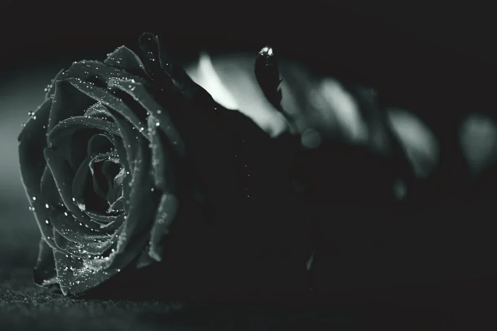 A black rose on the ground. Image used for illustration purposes. PHOTO/Pexels