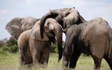 6 elephants dead after being hit by a train