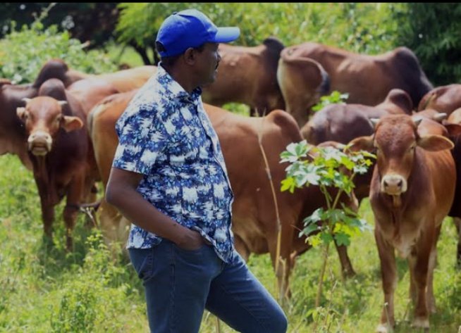 Wiper party leader herds his cattle on a farm. PHOTO/@skmusyoka/X