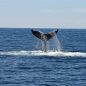 Whale graveyard dating back 5 million years discovered