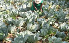 Former Health Cabinet Secretary Susan Nakhumicha showing off the cabbages at her farm. PHOTO/@Nakhumicha_S/X