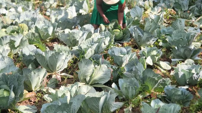 Types of cabbages and what you probably didn’t know