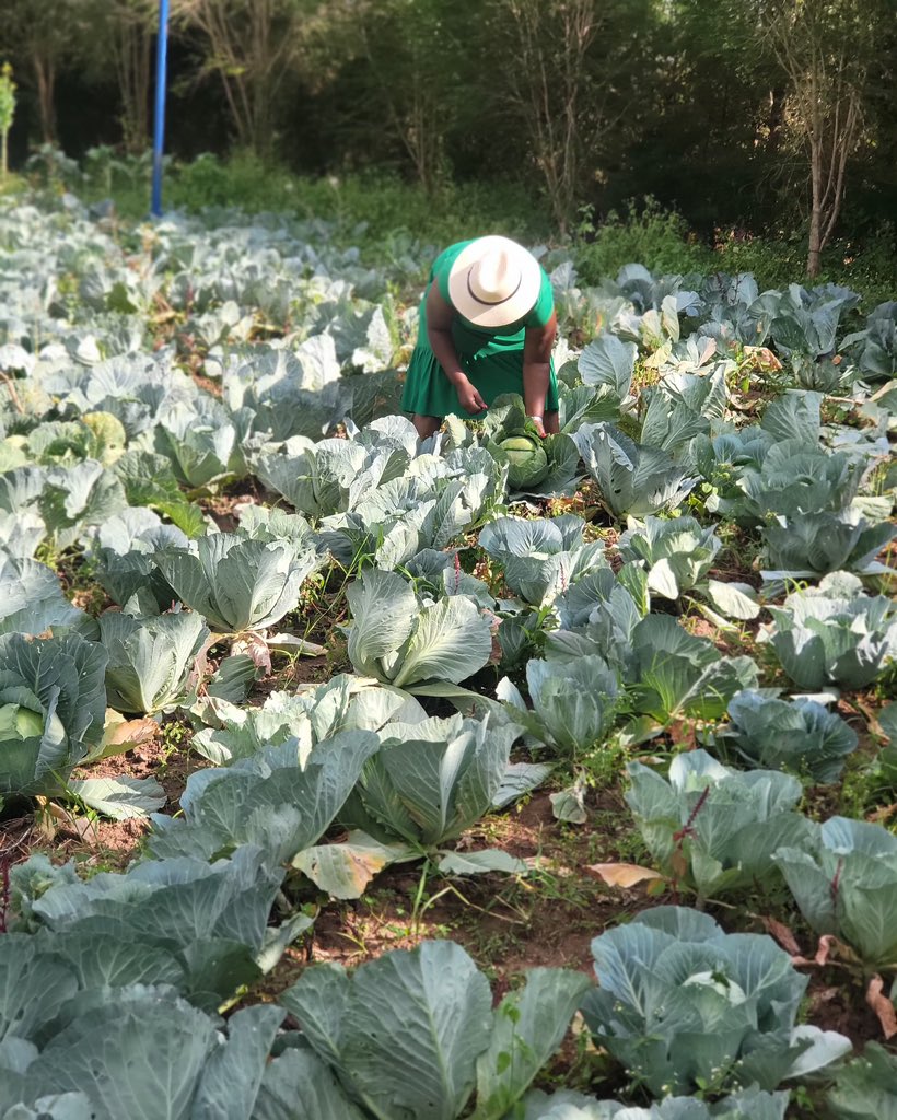 Types of cabbages and what you probably didn't know