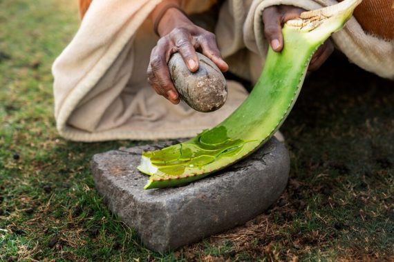 A herbalist preparing traditional medicine from the aloe vera plant. Image is used for illustration purposes only. PHOTO/AI