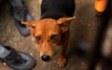 Cute Brown Dog Looking at Camera. Image is used for representation in this article. PHOTO/Pexels