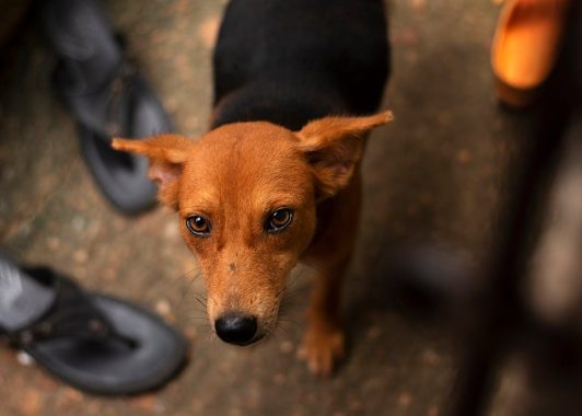 Cute Brown Dog Looking at Camera. Image is used for representation in this article. PHOTO/Pexels