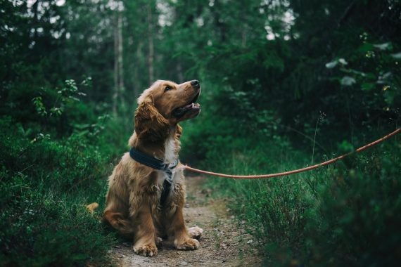 A dog with a leash. Image used for representation purposes. PHOTO/Pexels