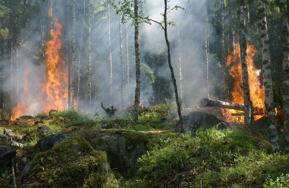 A forest fire. Image used for representation purposes. PHOTO/Pexels