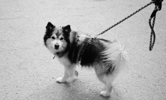 A dog being walked.