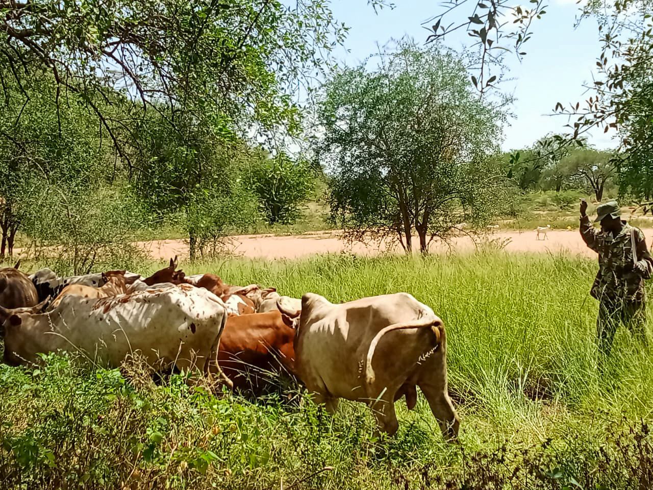 Police recovers stolen livestock after armed raid along Kenya-Uganda border