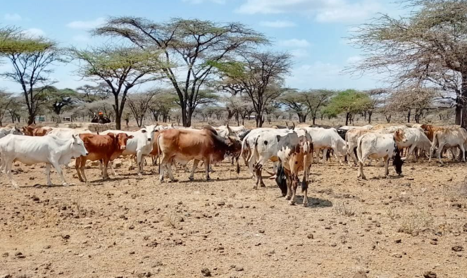 Police recover 145 stolen cattle in Meru