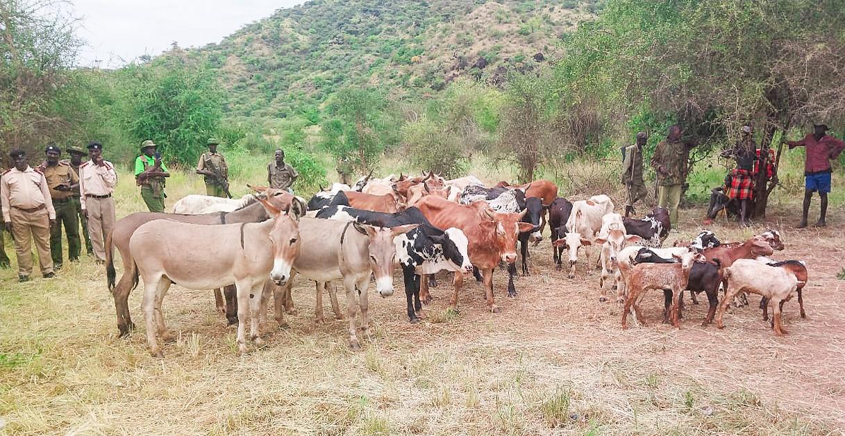 Turkana security team hands over recovered livestock to Uganda