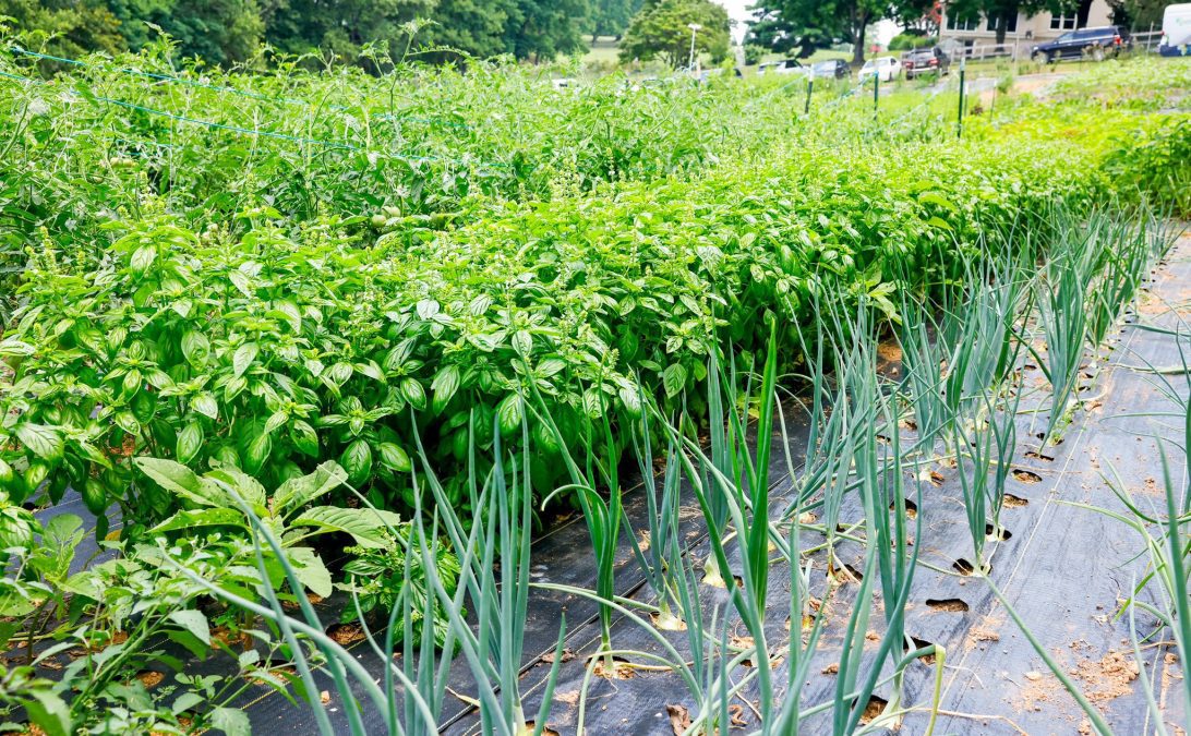  Prof. Charles Choti's farm in the US. PHOTO/@rigathi
