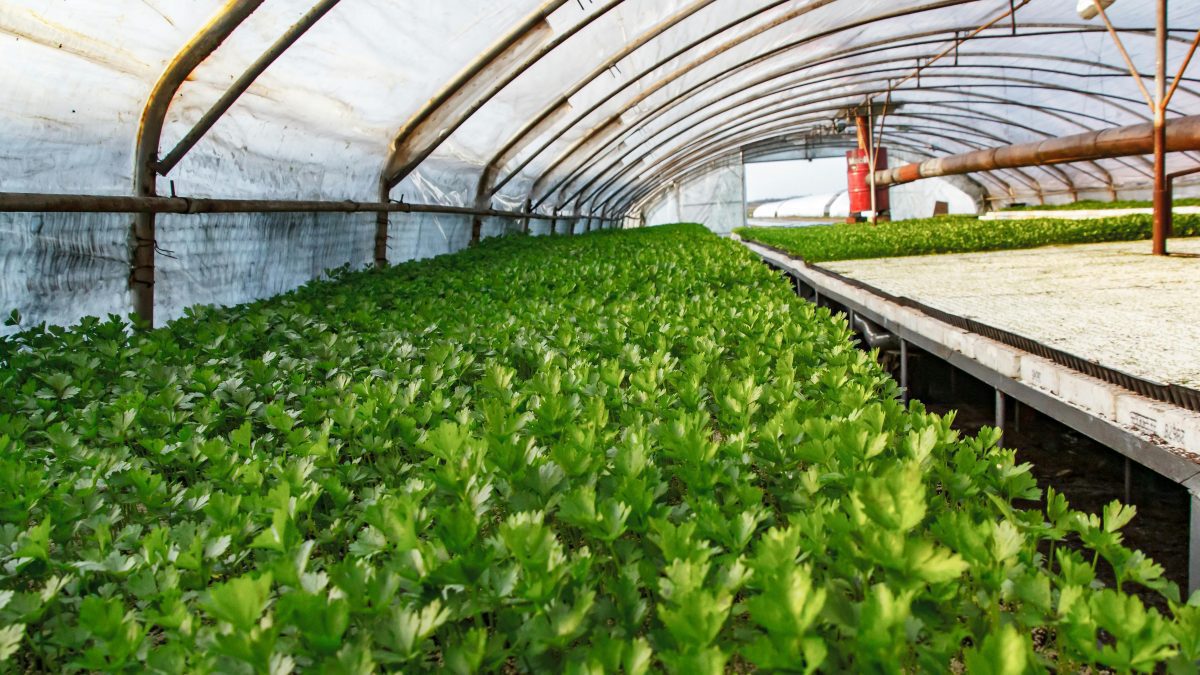 KEPHIS warns Senate against passing seed bill, cites threat to food security