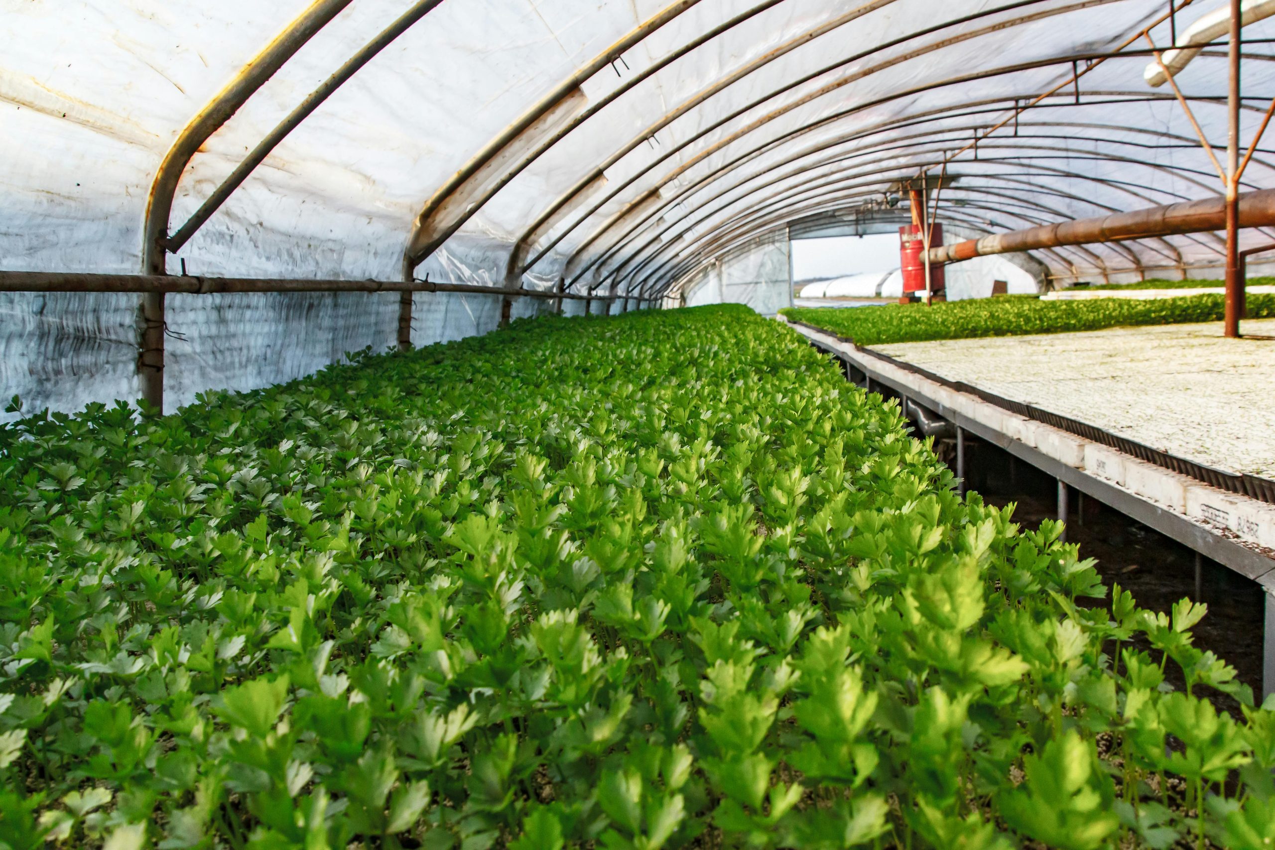 KEPHIS warns Senate against passing seed bill, cites threat to food security