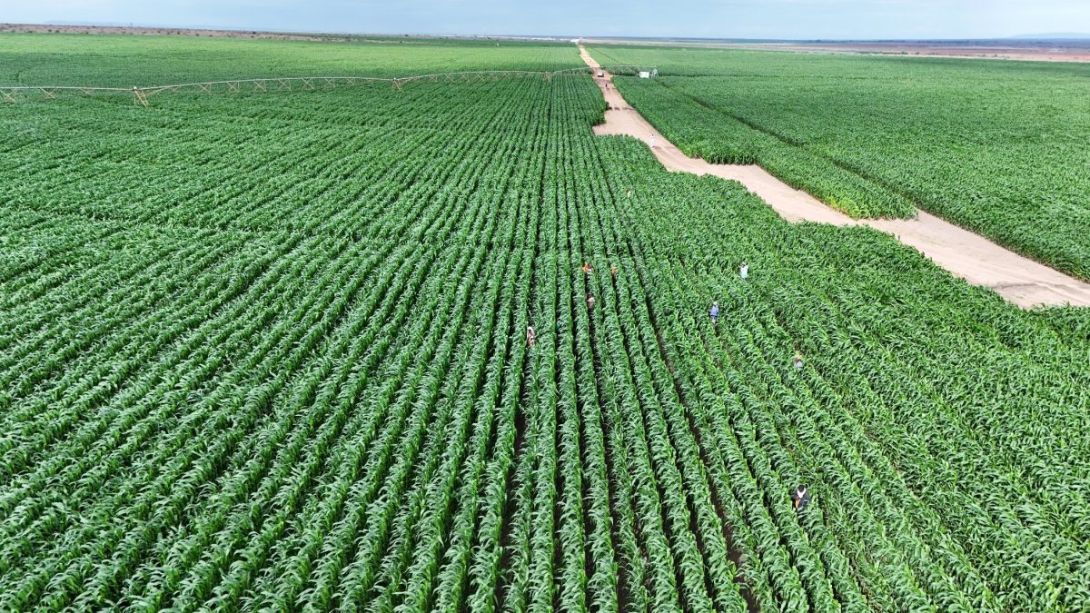 An aerial view of the Galana-Kulalu Project. PHOTO/@WilliamsRuto/X
