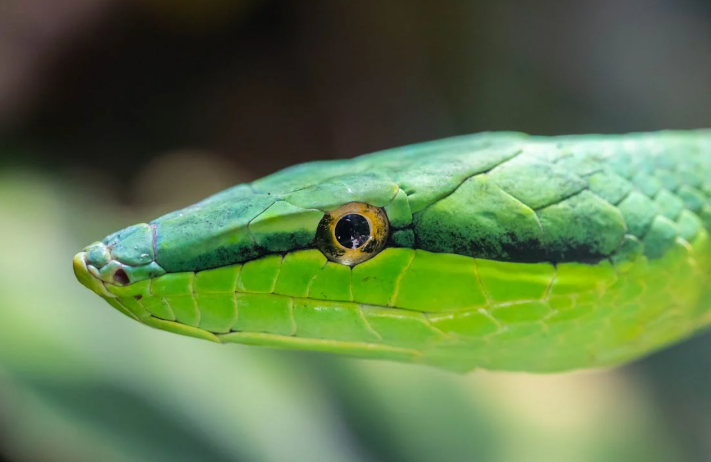 A green viper image is used for representation in this article. PHOTO/Pexels