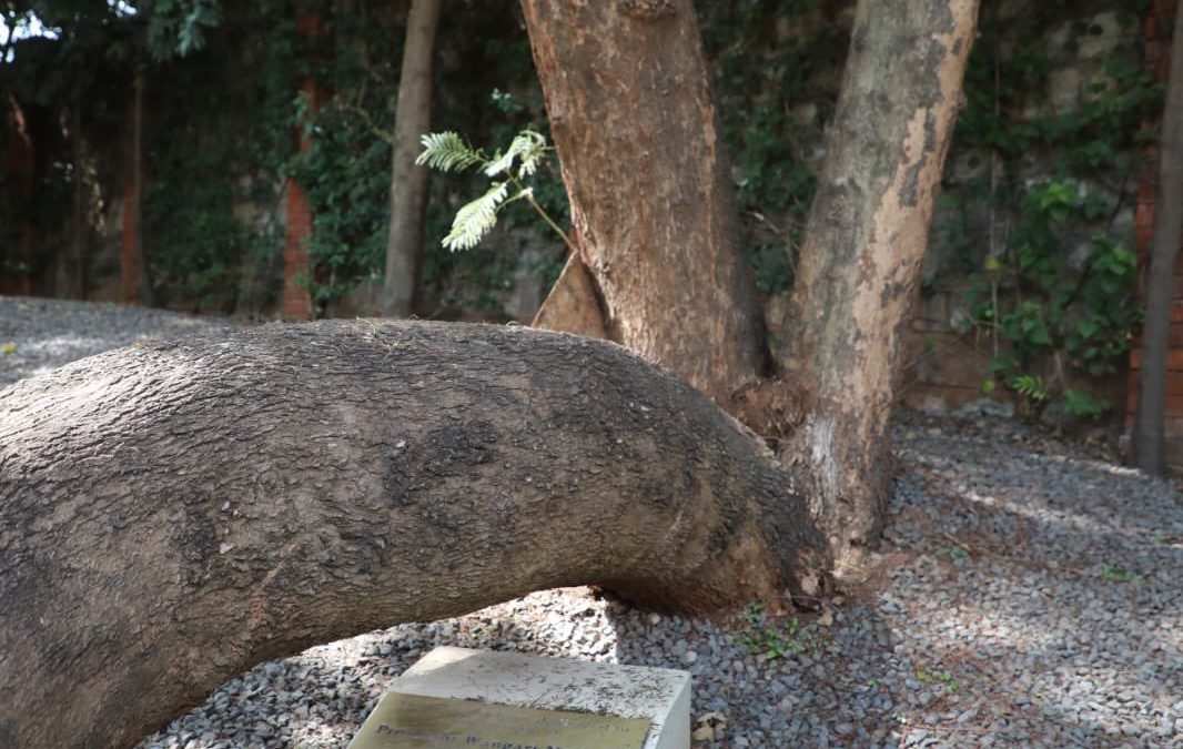 Kenya Forest Service clears air on felling of Wangari Maathai tribute tree