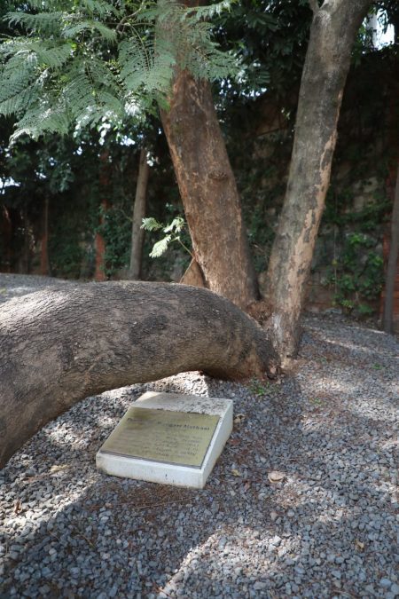 The memorial tree. PHOTO/@KeForestService/X