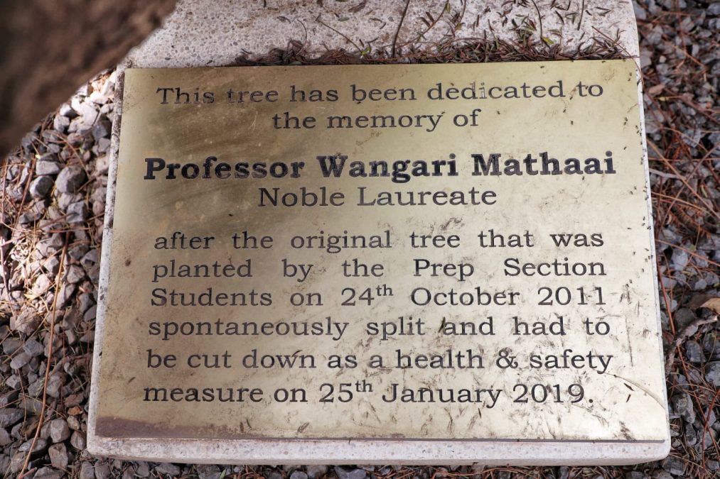A plaque under the said tree. PHOTO/@KeForestService/X