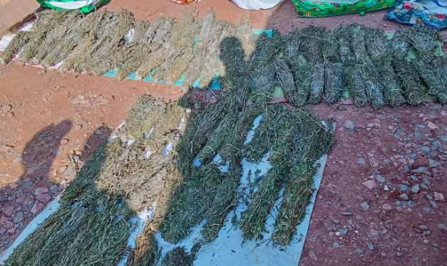 6 arrested in possession of 79 brooms of bhang