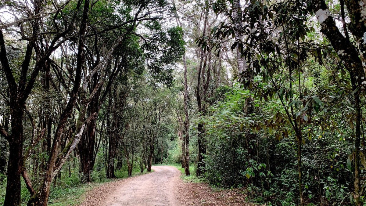 Karura Forest Association seeks to bar govt from collecting entry fees through e-Citizen