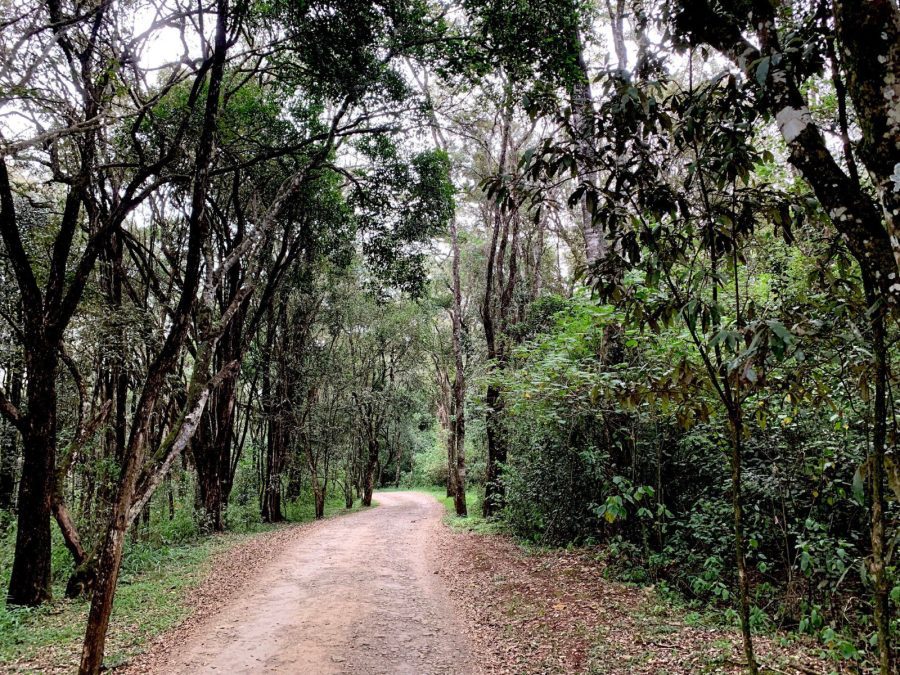 Inside Karura Forest. PHOTO/https://www.facebook.com/KaruraFriends