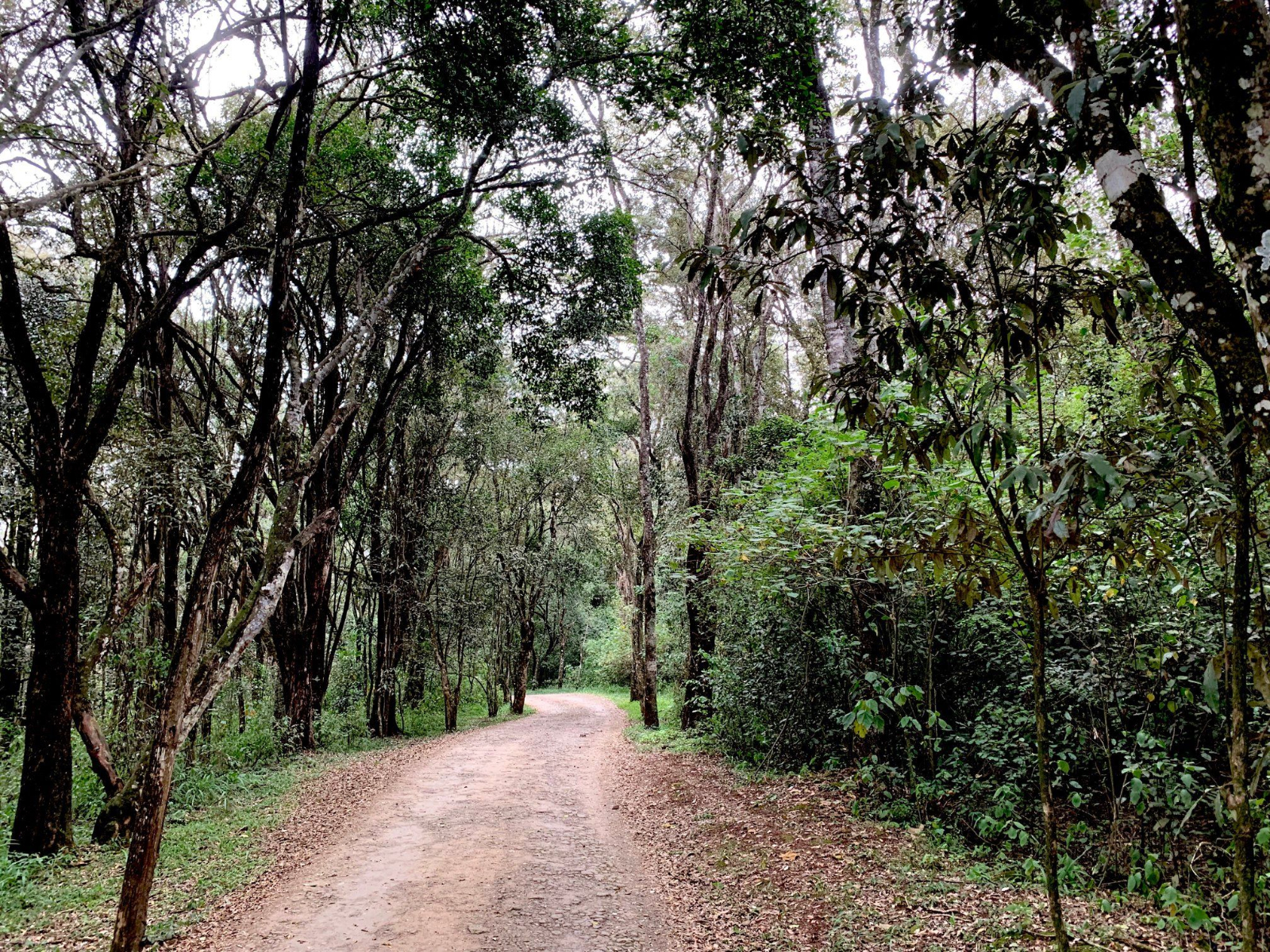 Karura Forest adopts new payment model effective August 29