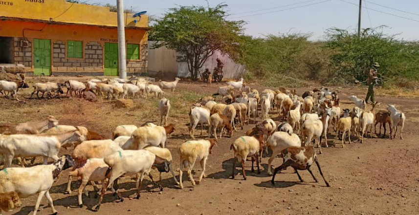 Police recover 120 stolen goats in Isiolo.